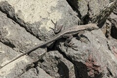 Microlophus atacamensis