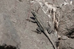 Microlophus atacamensis