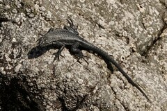 Microlophus atacamensis