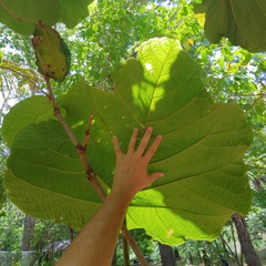 Coccoloba pubescens