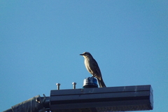 Mimus saturninus