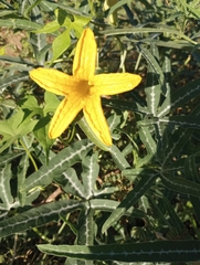 Cucurbita digitata