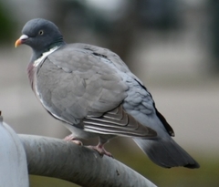 Columba palumbus