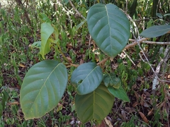 Coccoloba sintenisii