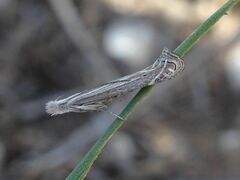 Isophrictis anthemidella