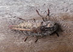 Dicerca tenebrica