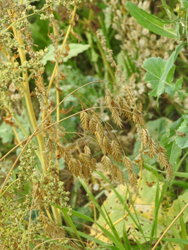Bromus secalinus iNat (2)