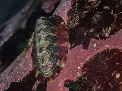 Onithochiton quercinus