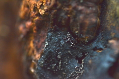 Ruzenia spermoides