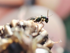 Pteromalus