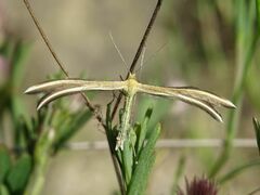Merrifieldia tridactyla