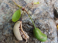 Cynophalla amplissima