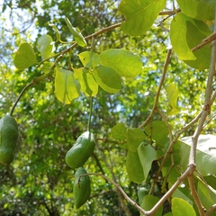 Cynophalla amplissima