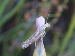 Isophrictis anthemidella