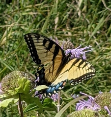 Papilio glaucus