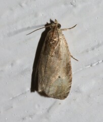 Olethreutes punctanum