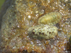 Ischnochiton striolatus
