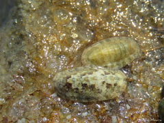 Ischnochiton striolatus