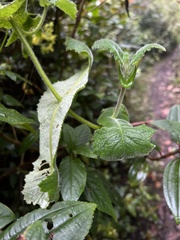 Calceolaria perfoliata