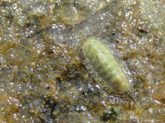 Ischnochiton striolatus