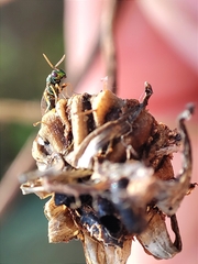 Pteromalus