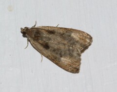 Olethreutes punctanum