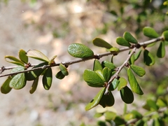 Phyllanthus cuneifolius