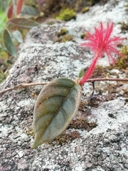 Columnea minor