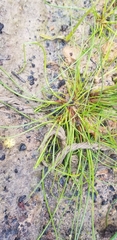 Isolepis inundata