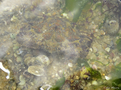 Callinectes marginatus