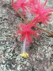 Columnea minor