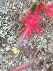 Columnea minor