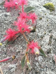 Columnea minor
