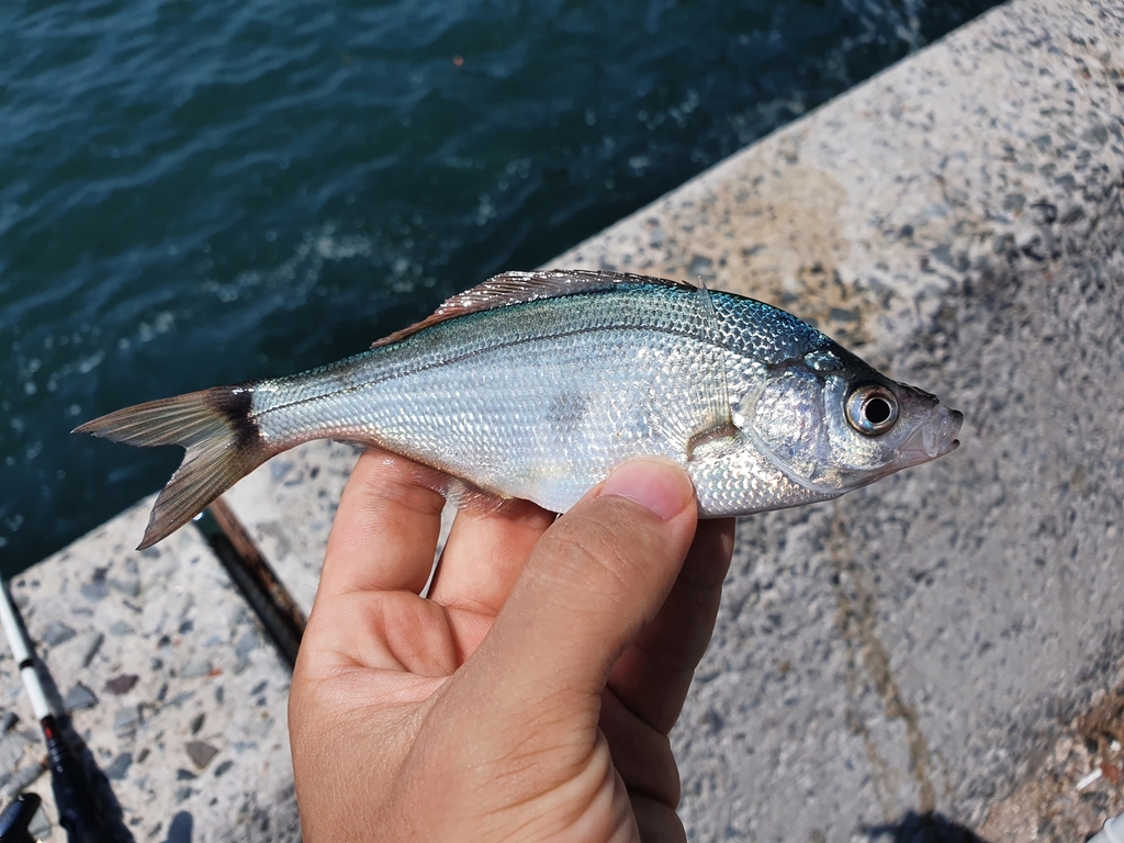 Ransonnet's surfperch (Neoditrema ransonnetii) — Embiotocidae