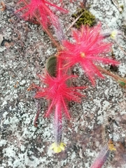 Columnea minor