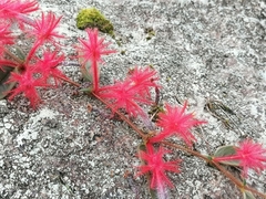 Columnea minor