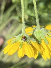 Neocapsus