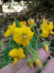Solanum habrochaites