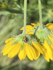 Neocapsus