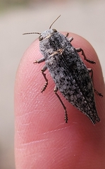 Dicerca tenebrica