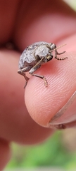 Dicerca tenebrica