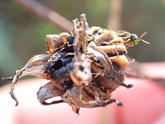 Pteromalus
