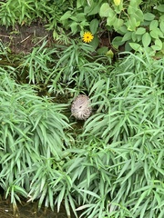 Nycticorax nycticorax