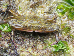 Callinectes marginatus