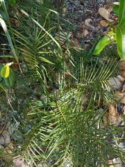 Zamia portoricensis