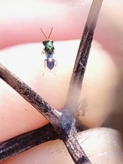 Pteromalus