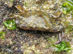 Callinectes marginatus