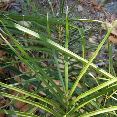 Zamia portoricensis