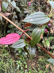 Monochaetum meridense