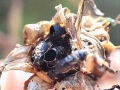 Pteromalus